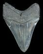 Sharp, Grey Megalodon Tooth - South Carolina #35010-2